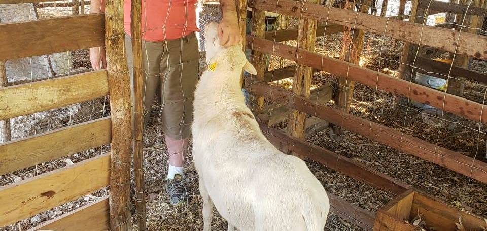 En nuevo Jesusalen con don Mario y su borrego alfa